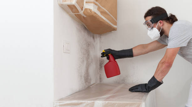Professional Black Mold Removal technician working in Walkersville, MD